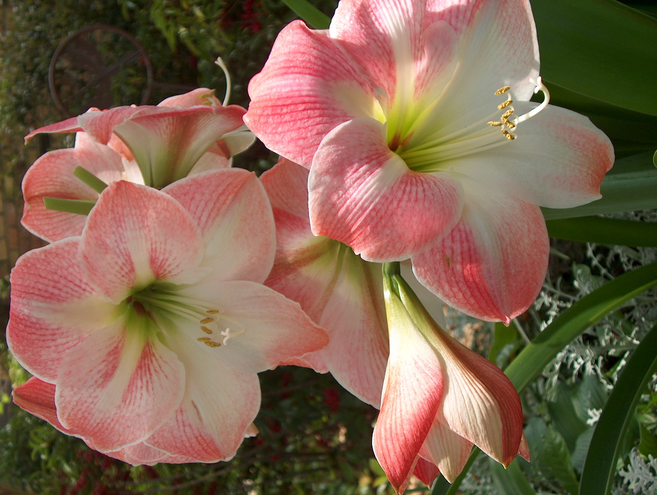 Online Plant Guide - Hippeastrum 'Apple Blossom' / Apple Blossom Amaryllis
